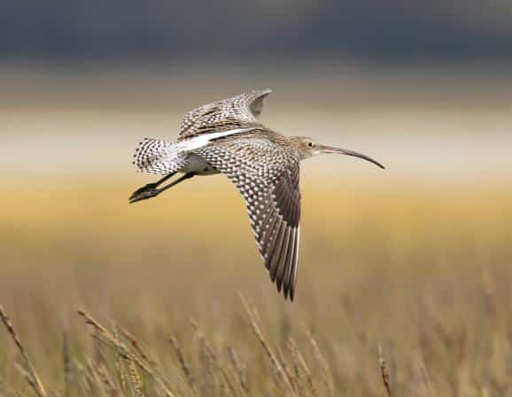 ÉCOCONTRIBUTION / Etude du Courlis cendré et modélisation de son occupation du territoire.