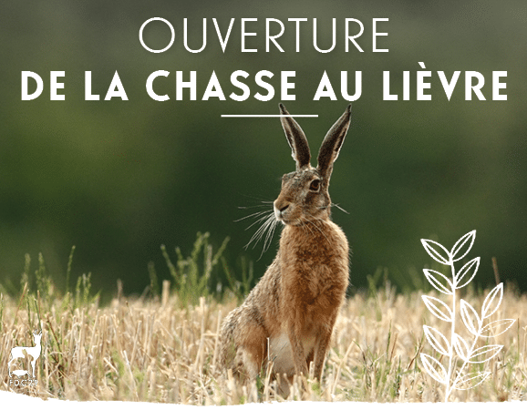 Lièvre dans une prairie du Finistère