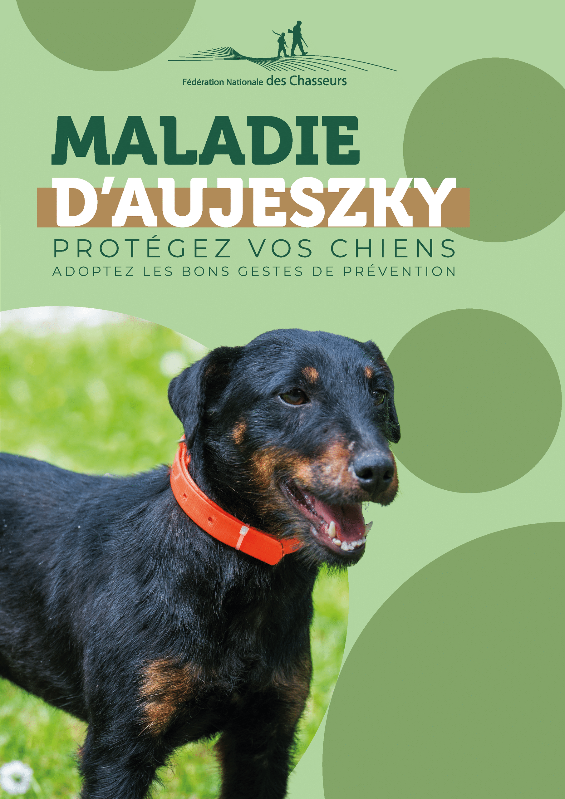 maladie d’Aujeszky chien